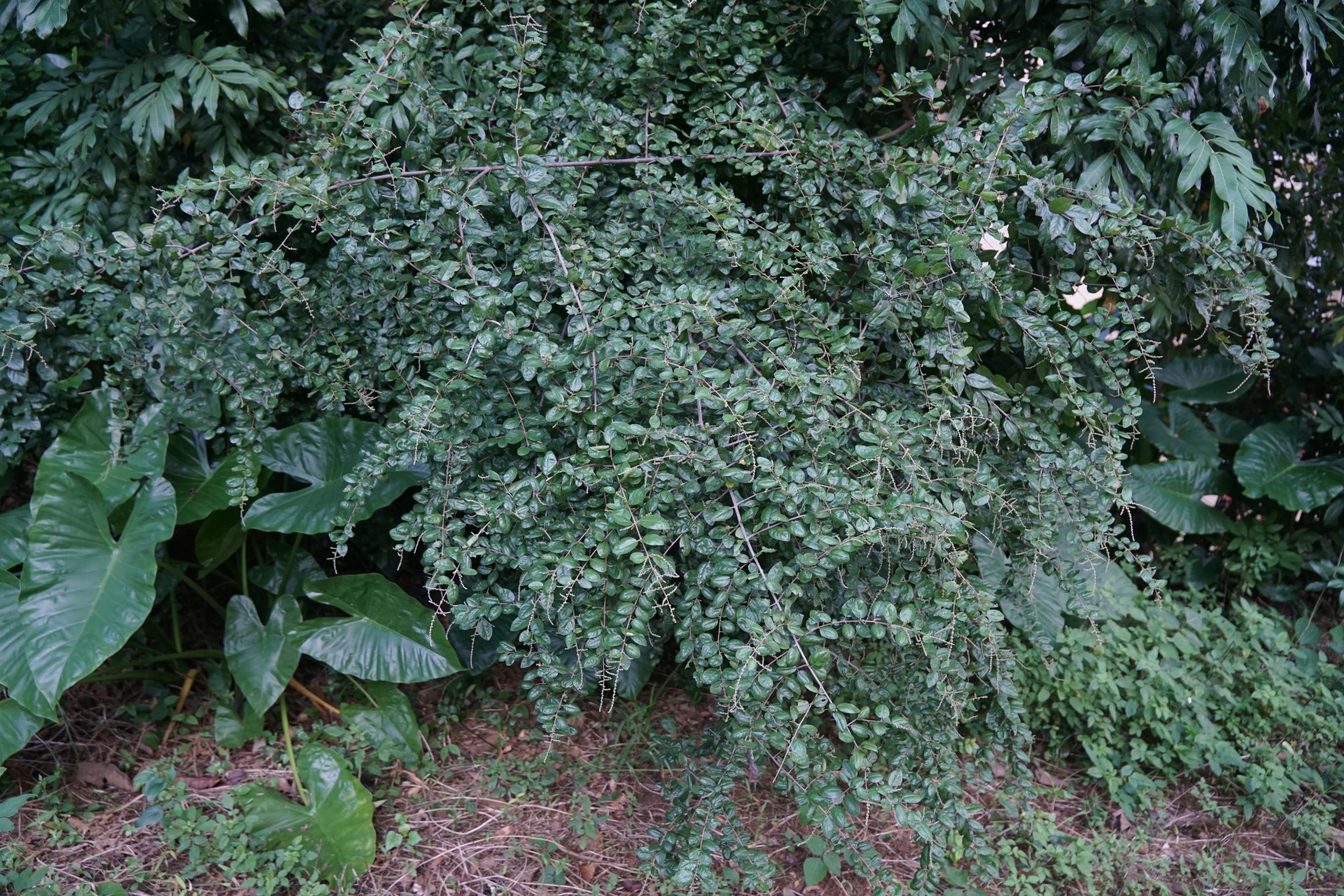 Canh châu